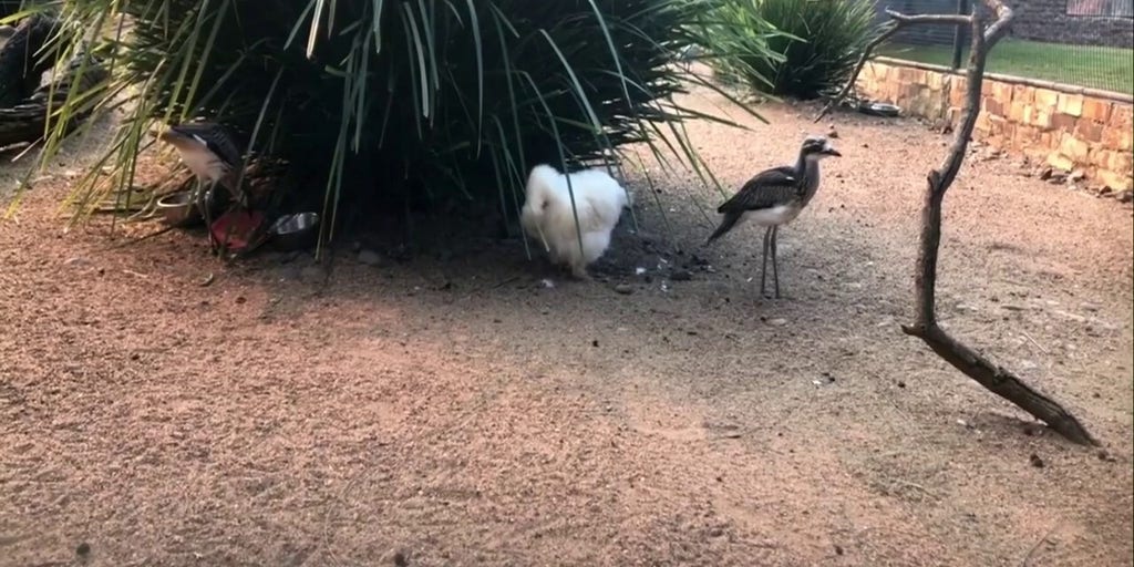WATCH: Beloved Australian chicken 'Betty White' safely in her enclosure