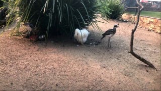 WATCH: Beloved Australian chicken 'Betty White' safely in her enclosure  - Fox News
