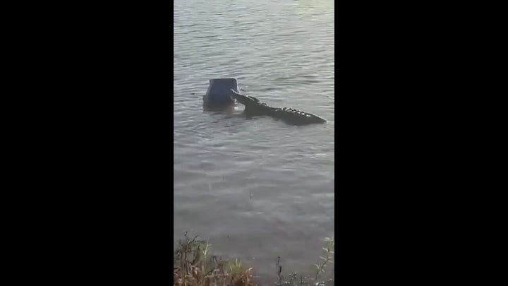 Crocodile crashes picnic, steals cooler full of alcohol in South Africa