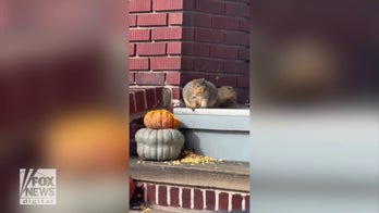 Plump squirrel in Ohio is ready for 'a comfortable winter'