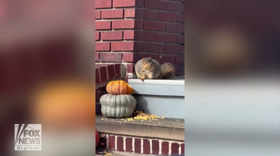 Plump squirrel in Ohio is ready for 'a comfortable winter'