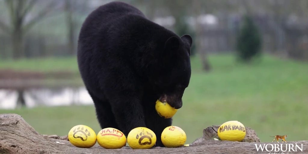 Easter egg hunt at safari park draws in eager participants