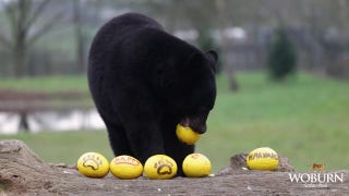 Easter egg hunt at safari park draws in eager participants - Fox News