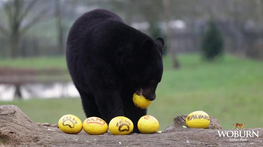 Easter egg hunt at safari park draws in eager participants