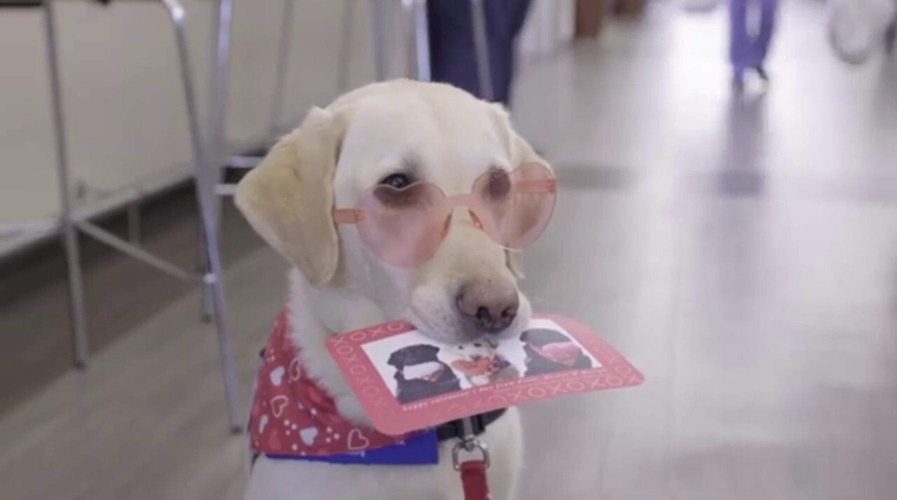 Dogs Bring Comfort and Hope Amidst Devastation