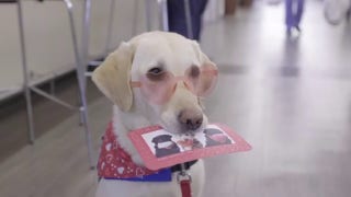 Service dogs bring joy to kids far beyond Valentine's Day - Fox News