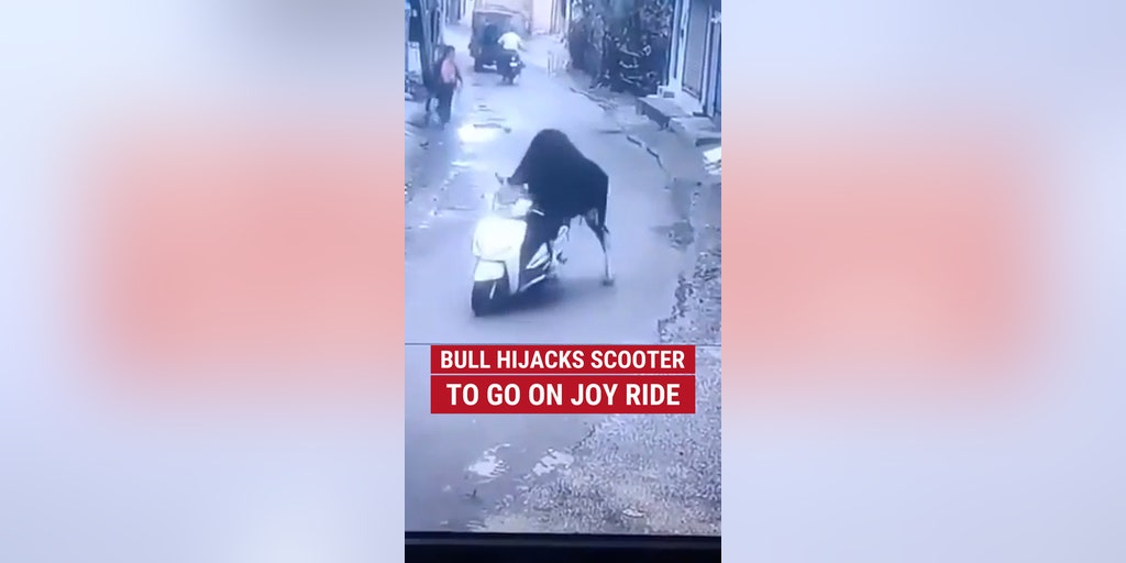 HIS FIRST RODEO: Bull hijacks scooter to go on joy ride