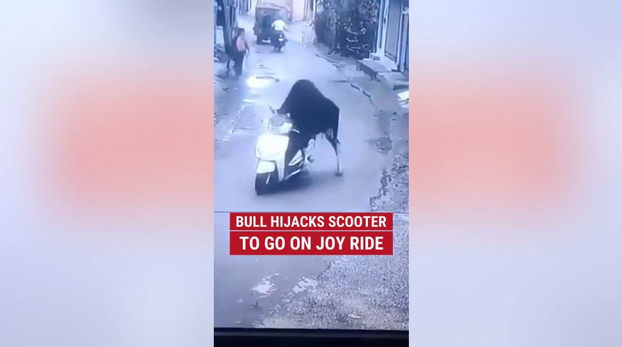 HIS FIRST RODEO: Bull hijacks scooter to go on joy ride