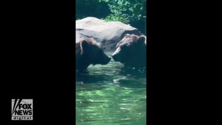 Grizzly bears practice shark impressions - Fox News