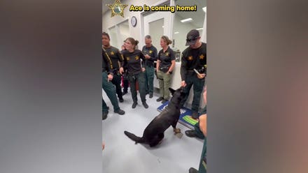 Police K-9 gets emotional welcome home after surviving shooting