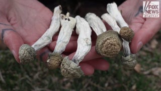 PSYCHEDELIC CITY: Hallucinogenic drug community mushrooms in Denver - Fox News