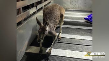 Loose kangaroo found exploring Florida apartment complex: 'There's a kangaroo in my apartment'