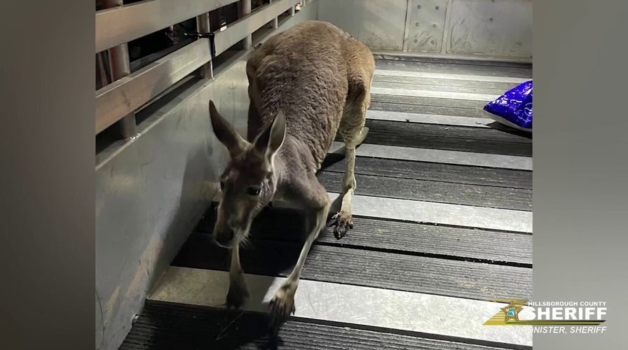 Kangaroo on the loose in apartment complex in Tampa, Florida