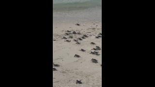Tourist captures moment baby sea turtles are released into the sea - Fox News
