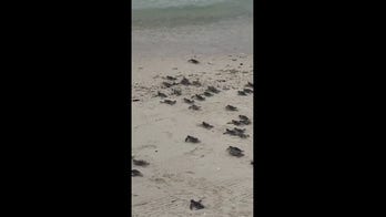 Tourist captures moment baby sea turtles are released into the sea
