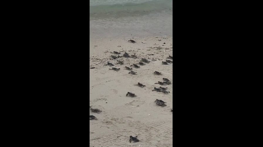 Tourist captures moment baby sea turtles are released into the sea