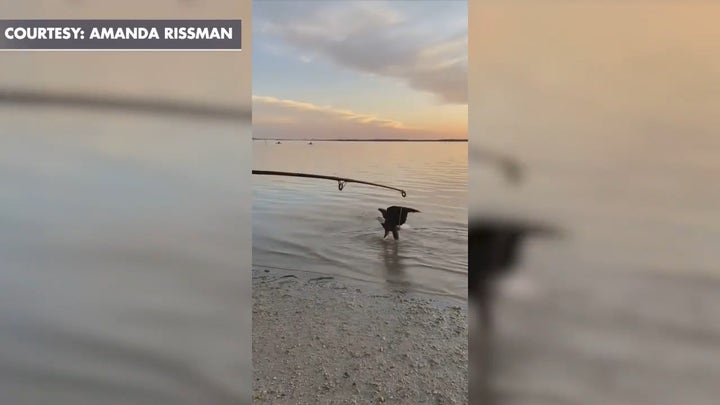 Bald eagle steals Florida man’s shark