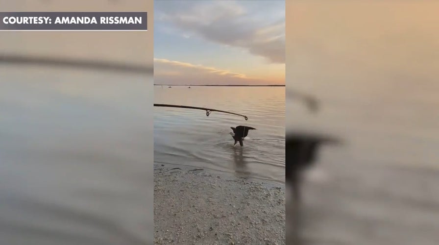 Bald eagle steals Florida man’s shark