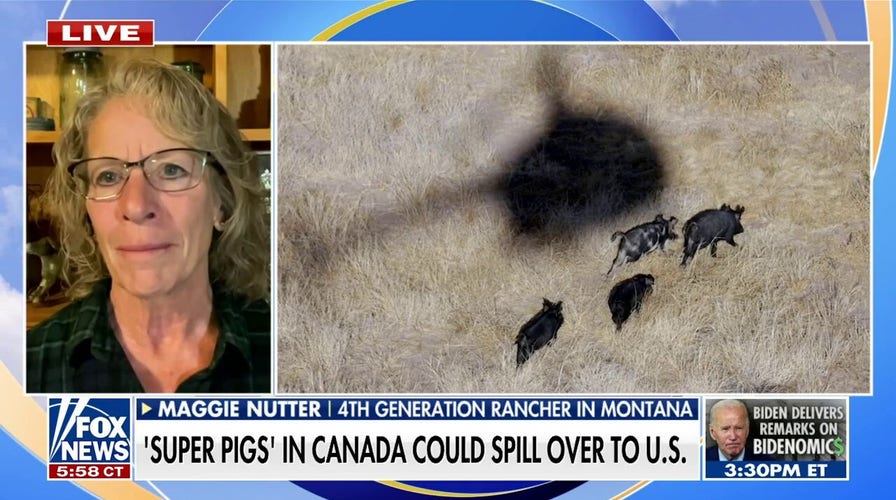 'Super pigs' threaten to invade northern border