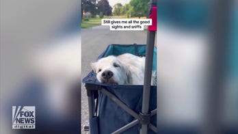 Elderly golden retriever rides around Ontario neighborhood in comfy wagon