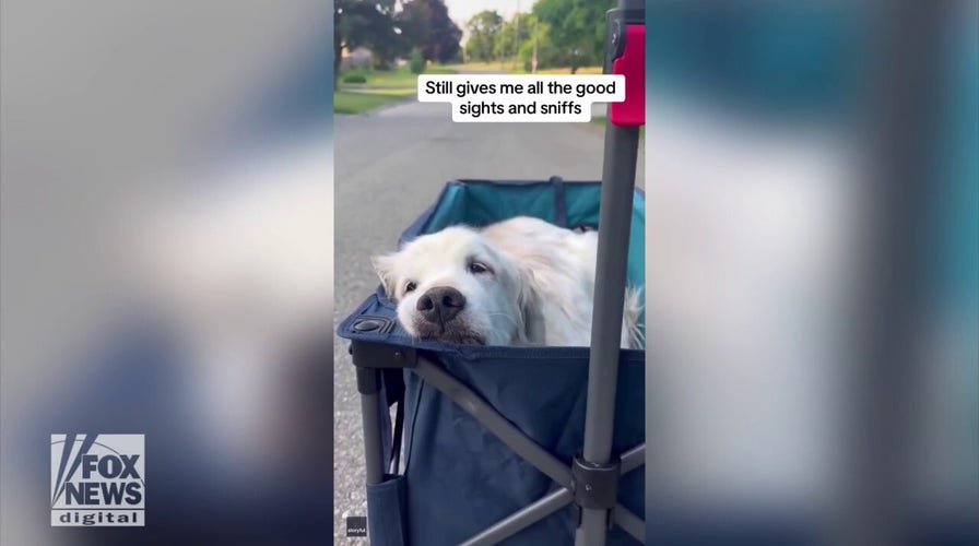 Elderly golden retriever rides around Ontario neighborhood in comfy wagon
