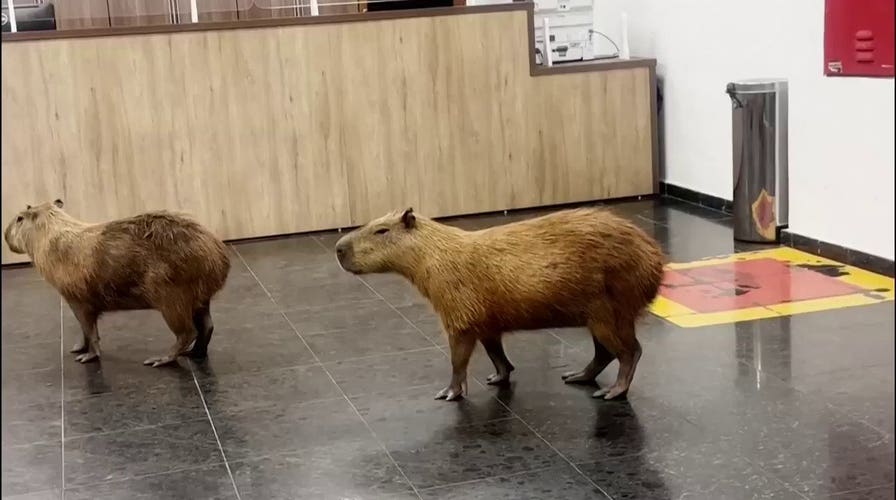 Capybaras rotation into Brazilian legislature during voting session