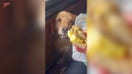 Dog eyes breakfast bagel and waits for the perfect moment to strike