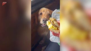 Dog eyes breakfast bagel and waits for the perfect moment to strike