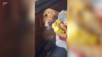 Dog eyes breakfast bagel and waits for the perfect moment to strike