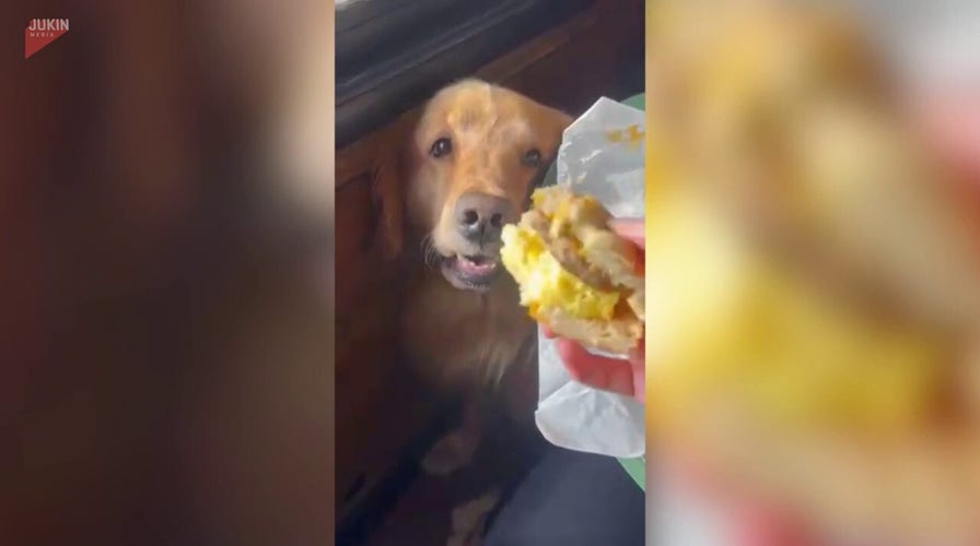 Dog eyes breakfast bagel and waits for the perfect moment to strike