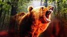 Florida bill would allow residents to kill 'crack bears' in self-defense