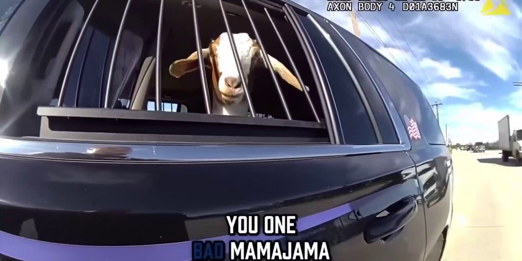 Texas cop interrupts goat's roadside grazing session with humorous encounter