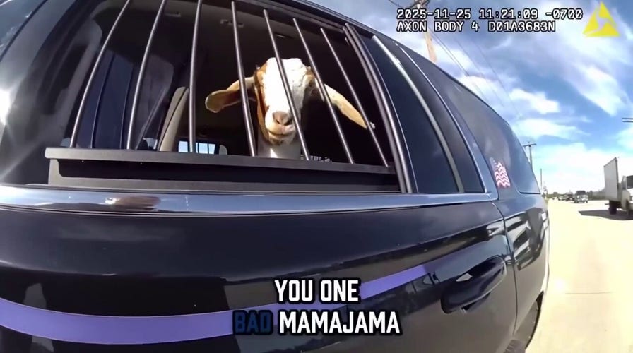 Texas bull  interrupts goat's roadside grazing league   with humorous encounter