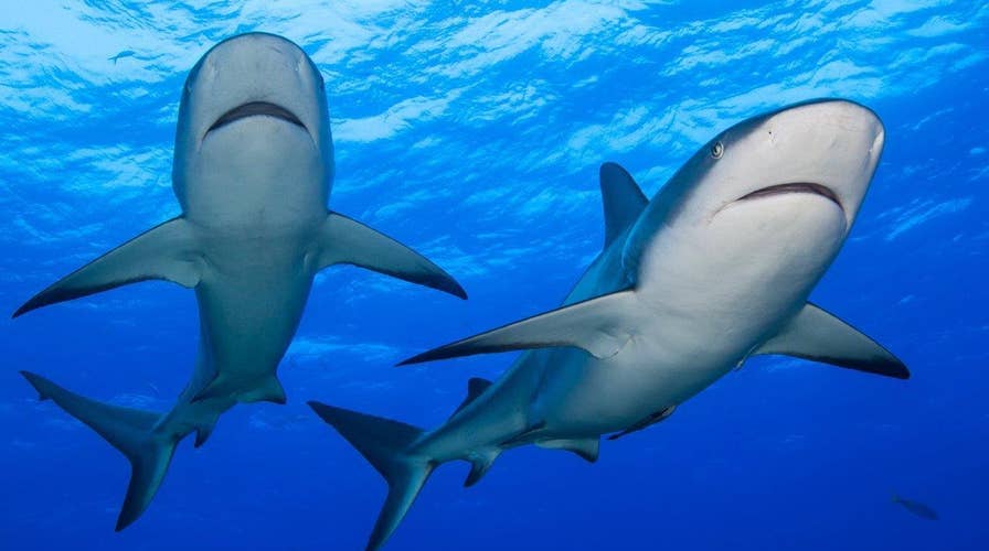 Radiant 'Jaws': How sharks glow in the dark to find a mate