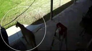 Mountain lion caught on home surveillance camera in Southern California - Fox News