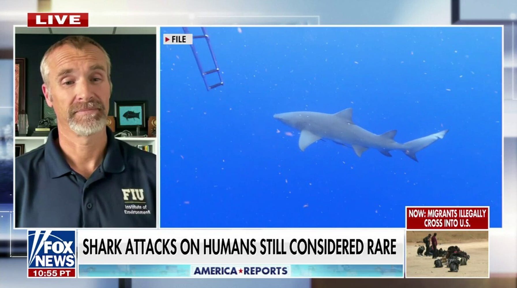 Shark Attacks in Florida: Expert Stresses Rarity Despite Recent Incidents