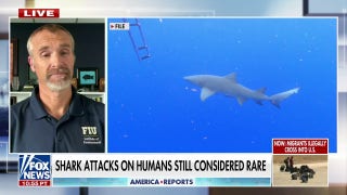 Expert emphasizes rarity of shark attacks after two attacks in Florida - Fox News