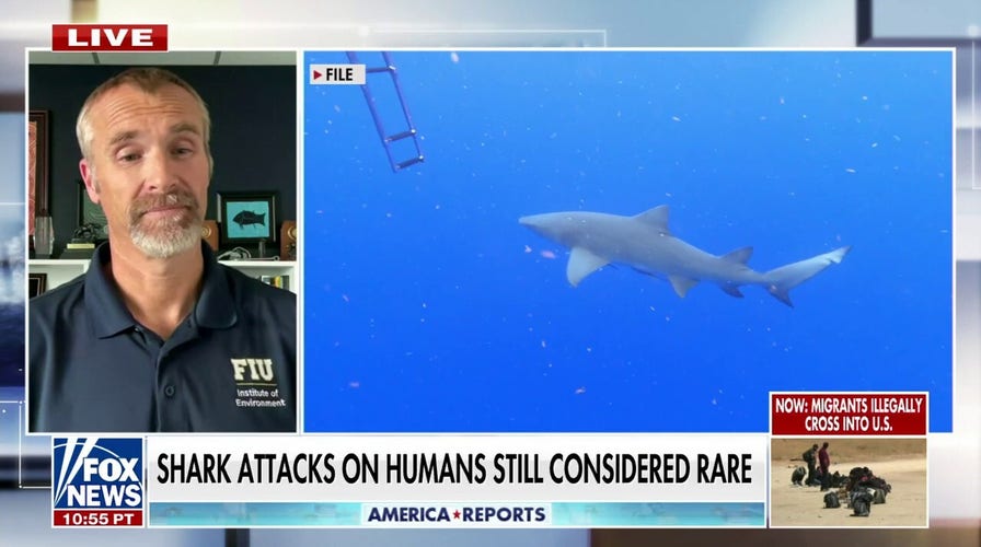 Expert emphasizes rarity of shark attacks after two attacks in Florida