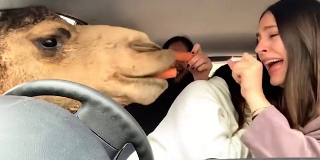 Carrot-hungry camels invade car at safari park as friends freak out