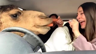 Carrot-hungry camels invade car at safari park as friends freak out - Fox News
