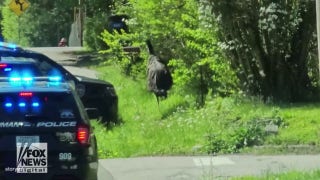 Emu seen running down residential road: See the video! - Fox News