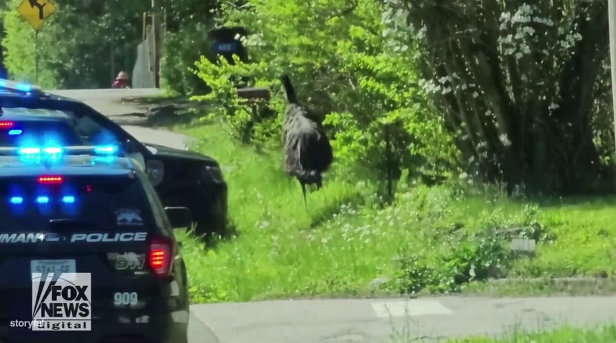 Emu seen running down residential road: See the video!