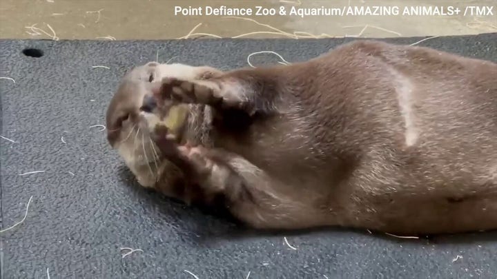 Otter plays with his food before dinner — check out this funny scene!