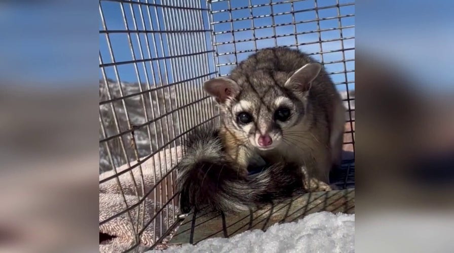 Ringtail cat caught living in a Kohl's for three weeks