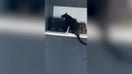 Viral video shows cat opening microwave door in search of pizza after dark