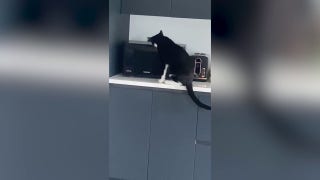 Viral video shows cat opening microwave door in search of pizza after dark - Fox News