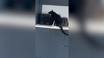 Viral video shows cat opening microwave door in search of pizza after dark