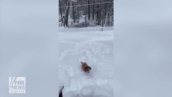 Dog runs through feet of snow after major winter storm