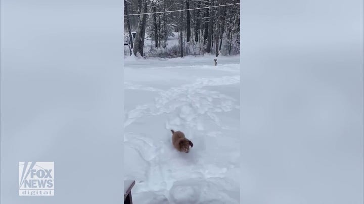 Dog runs through feet of snow after major winter storm