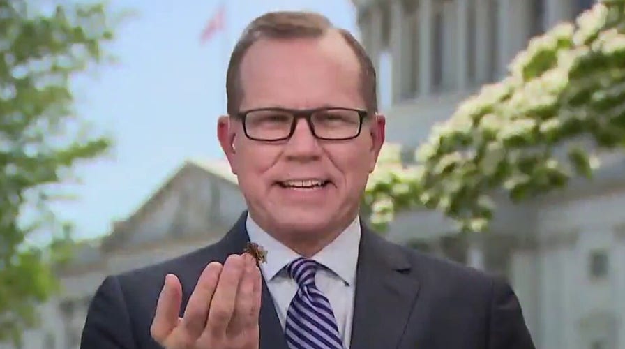 Cicadas have arrived on Washington's Capitol Hill